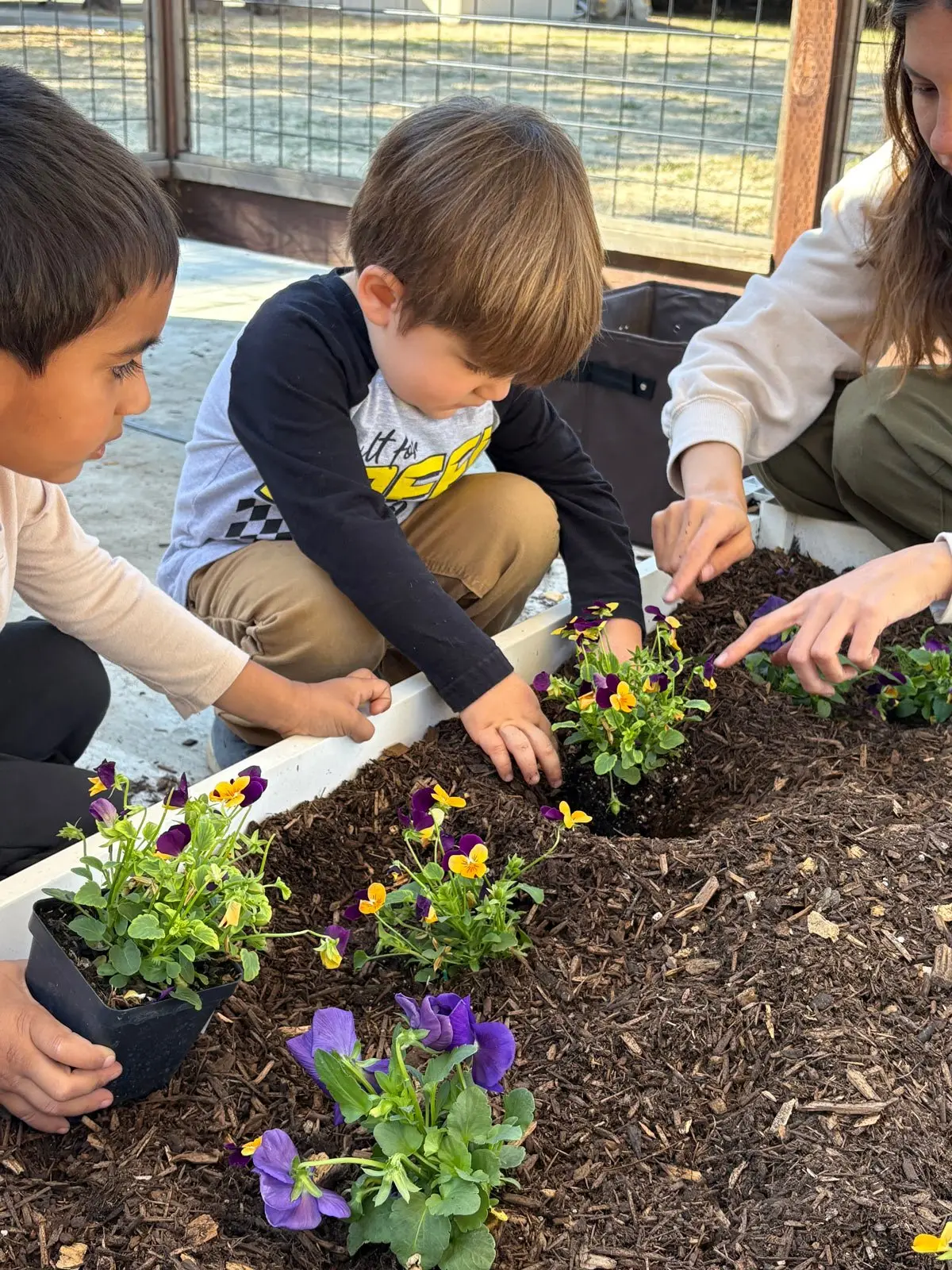 Two young boys and an older person crouch beside a raised planter filled with dark mulch, handling small potted pansy plants and pressing them into the soil.