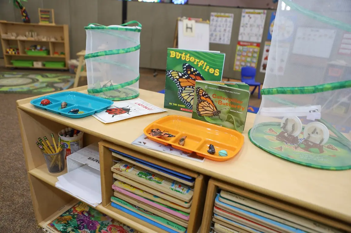 A classroom shelf displays insect-themed learning materials including books, trays with toy bugs, and mesh butterfly habitats.