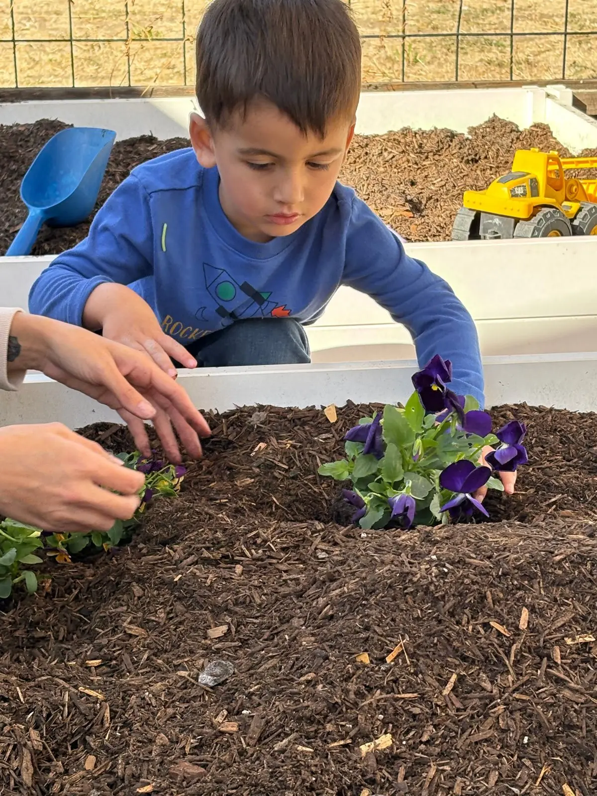 A child in a blue shirt leans over a raised bed of dark mulch to plant purple flowers while an adult's hands place another plant nearby.