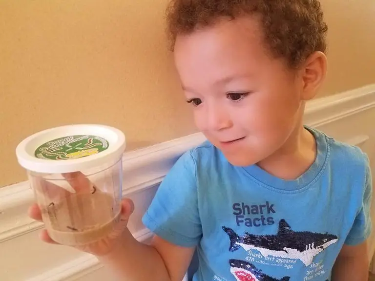 A young boy in a blue shark t-shirt holds up a clear plastic cup with a lid while looking at it.