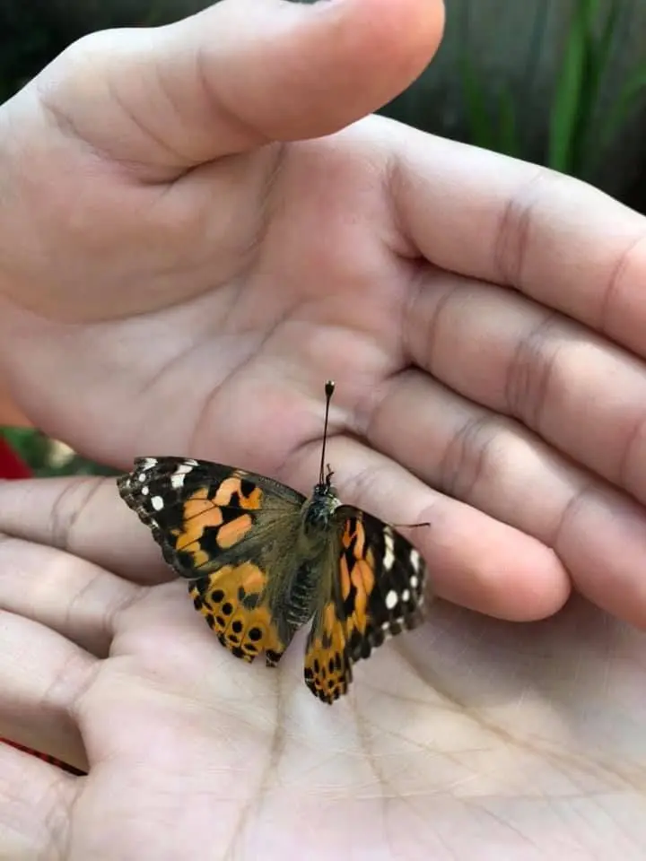 A hand holds a small orange, black, and white butterfly resting on the palm.
