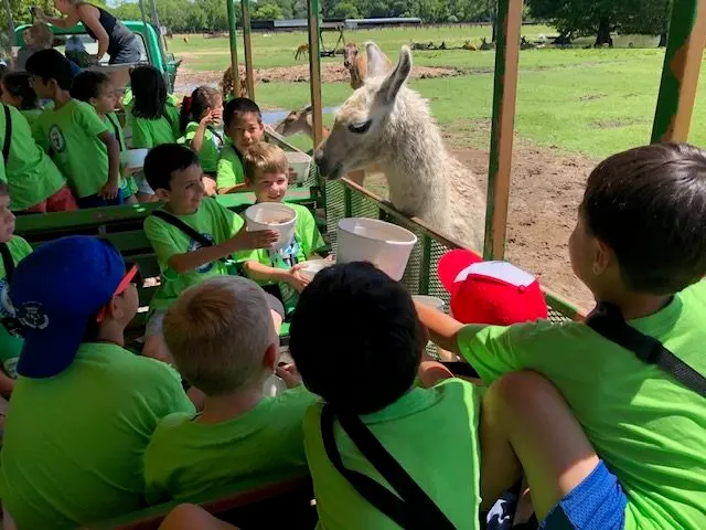 Children in green shirts sit on a covered wagon and feed a llama through a wire fence at an animal park.