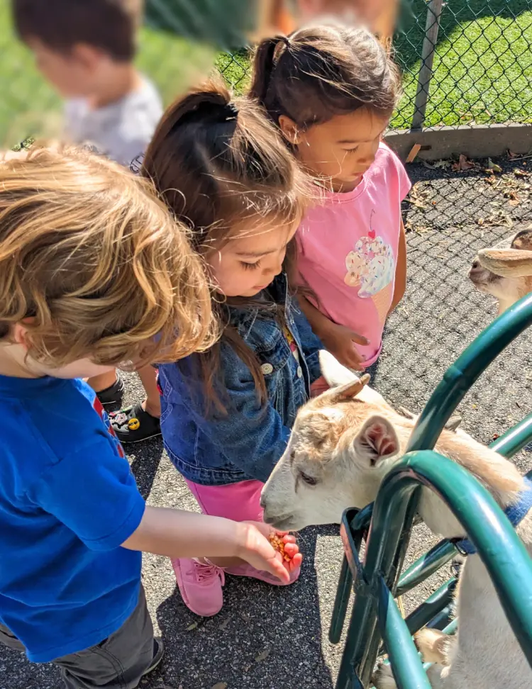 Three children stand near a green metal fence and look at a small goat as one child extends a hand toward the animal.